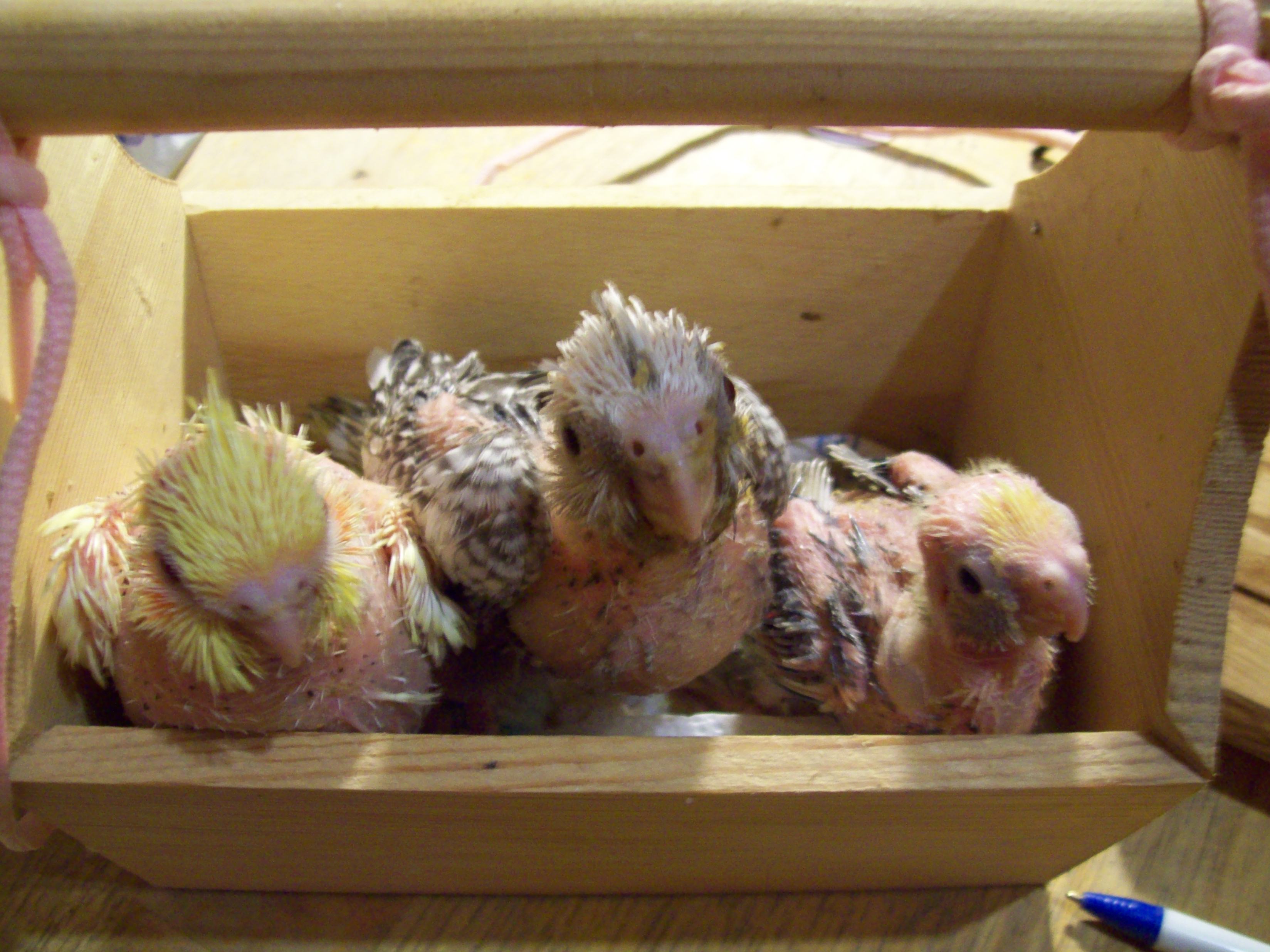 Baby Cockatiel