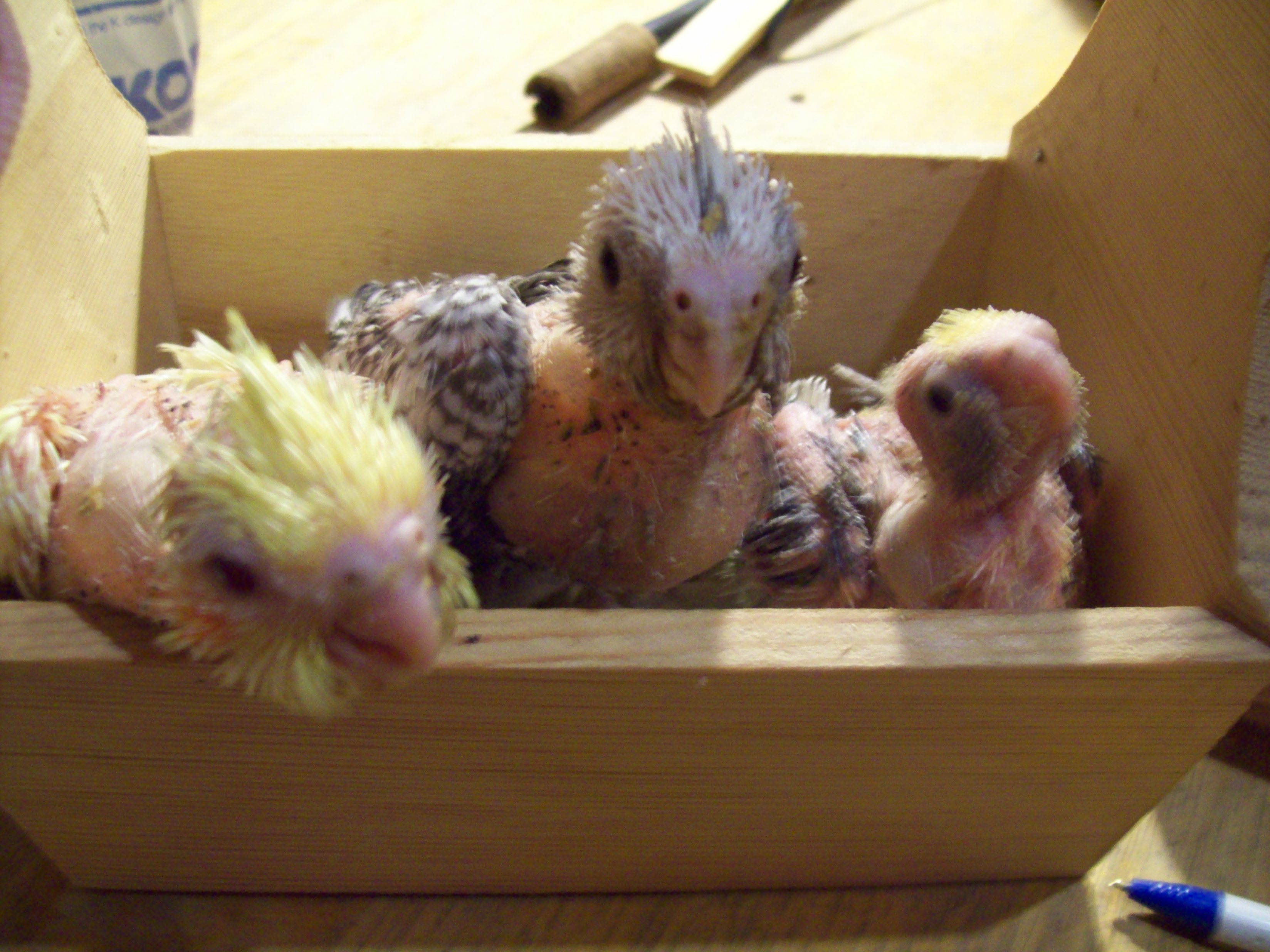 Baby Cockatiel's