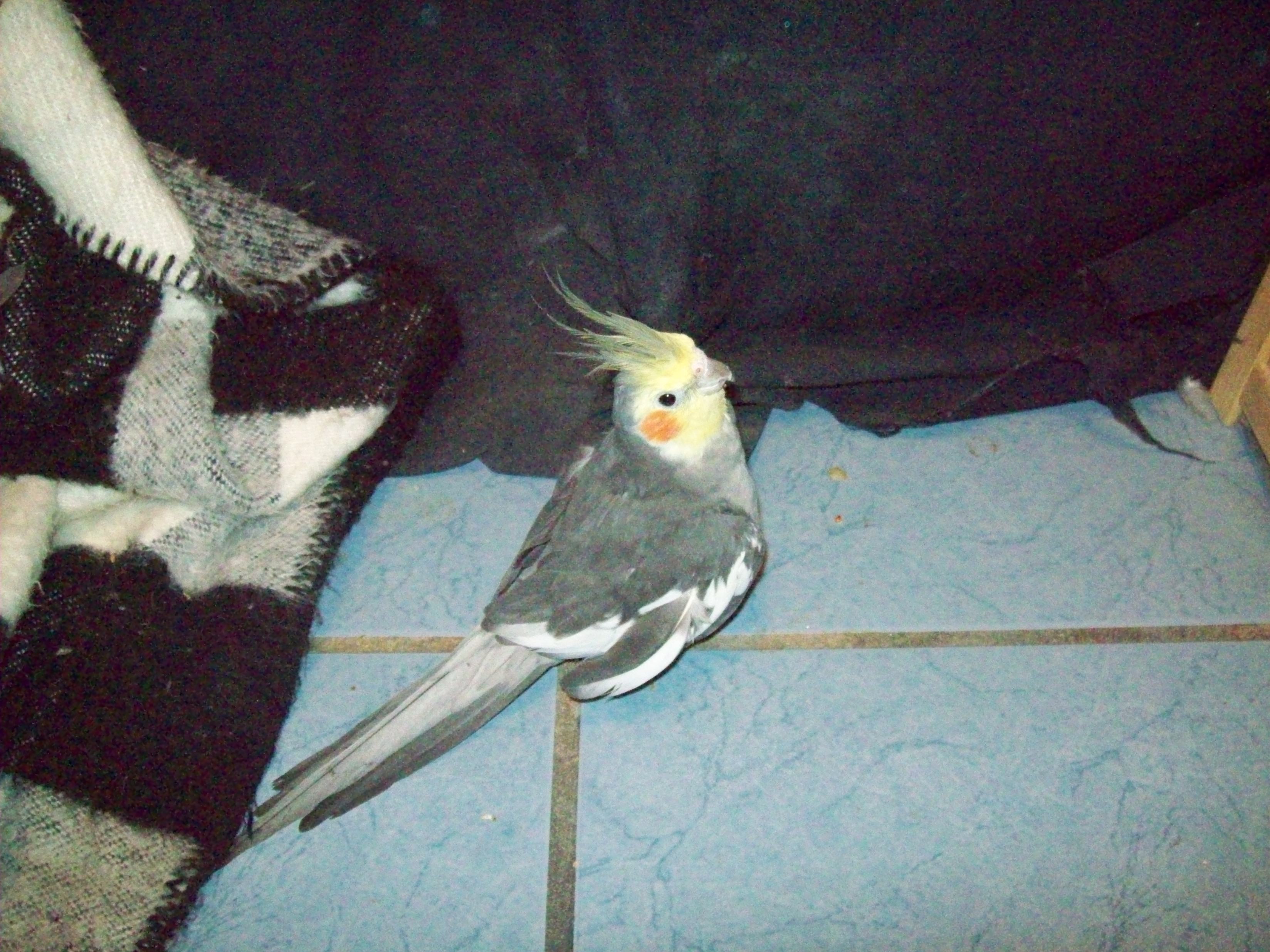 Gray Cockatiel
