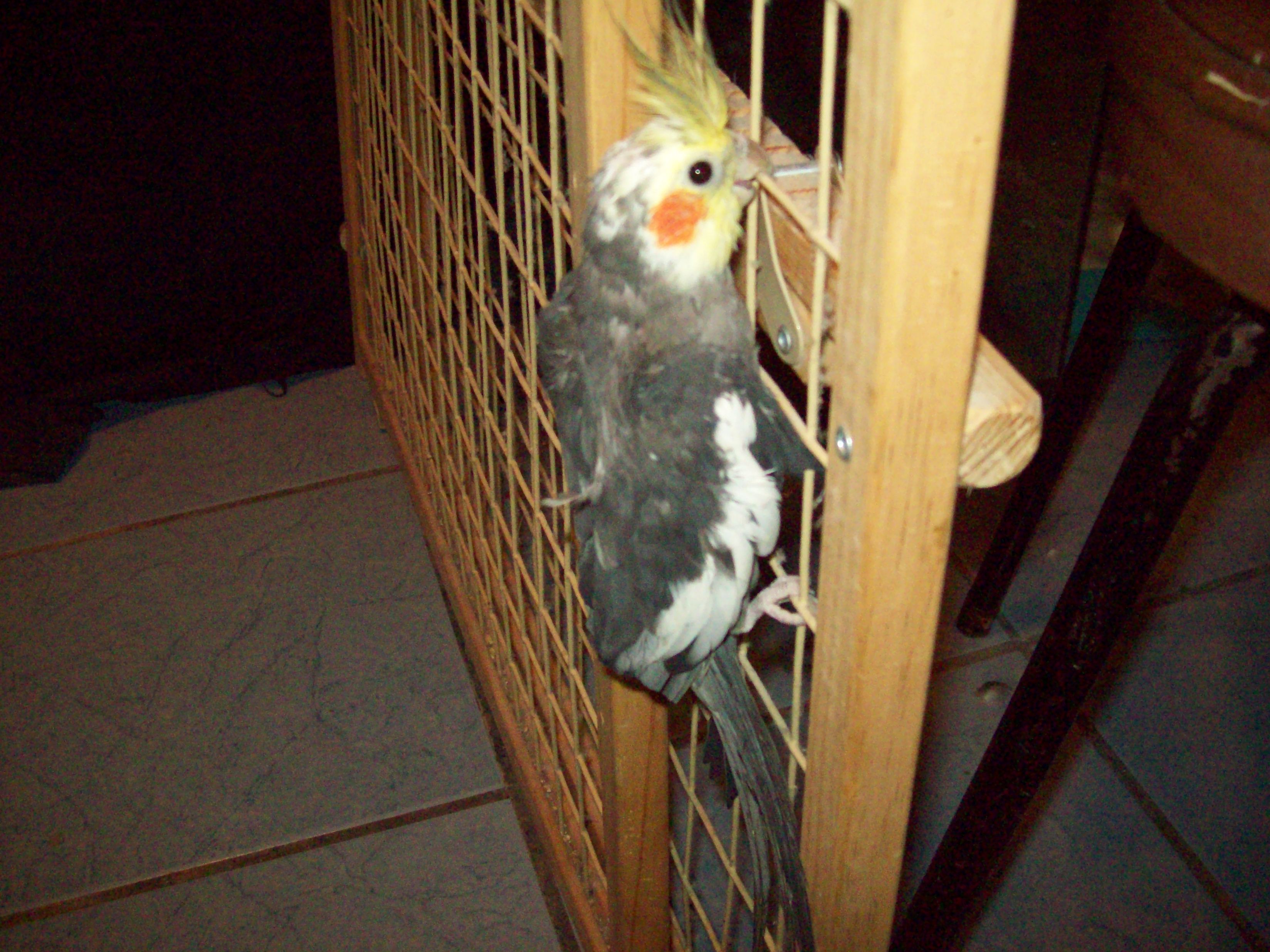 Gray Cockatiel