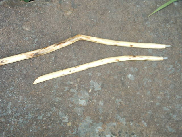 Willow Witches Wand