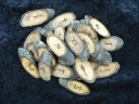 Black Walnut Elder Futhark Runes