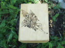 Wigned Fairy Tarot Box