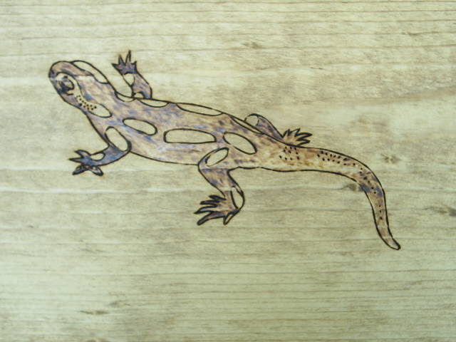 The salamander